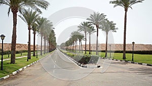 Nice asphalt road lined with palm trees on the sides in Egypt