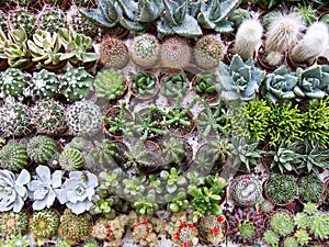 Nice background of different cactus