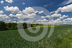 Nice barley green field with meadow, trees and cloudy blue sky, Czech landscape