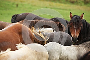 Nice batch of horses together