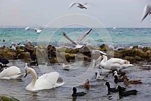 Nice bath for sea birds near Black sea