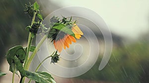 Nice beautiful amazing yellow fresh sunflower during a heavy shower rain with a breeze. Shallow depth of the field, toned video