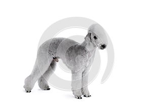 Nice Bedlington Terrier dog standing in a classic stance over white