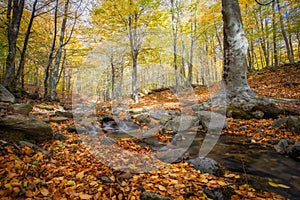 Nice beech forest in autumn in Spain with a small creek, mountain Montseny