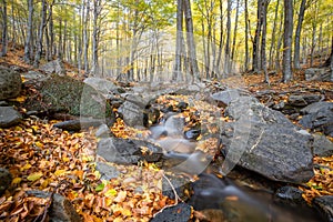 Nice beech forest in autumn in Spain with a small creek, mountain Montseny