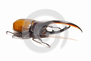 Nice beetle in white background