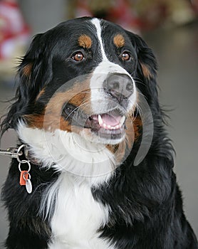 Nice Berner Dog 4 photo