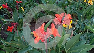 Nice beutiful flowers in the village