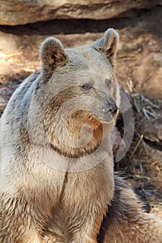 A nice big bear