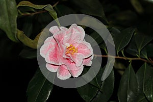 Nice big camelia colorful blossom