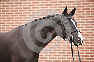 Nice big horse with perfect hair style