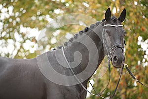 Nice big horse with perfect hair style