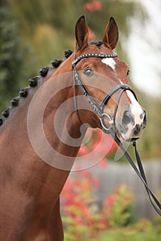 Nice big horse with perfect hair style