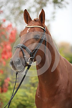 Nice big horse with perfect hair style