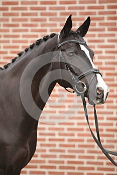 Nice big horse with perfect hair style