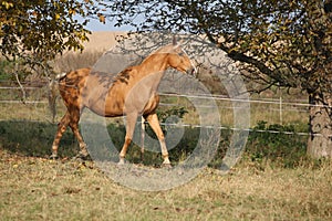 Nice big warmblood running on pasturage