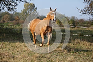 Nice big warmblood running on pasturage photo