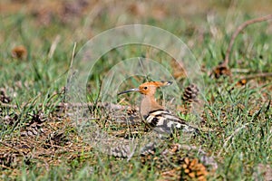 Nice bird with crest Hoopoe Upupa epops