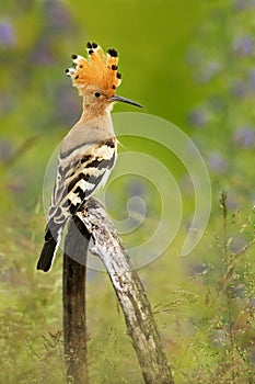 Nice bird with crest Hoopoe, Upupa epops, sitting in violet flower