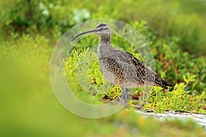 Nice bird Whimbrel, Numenius phaeopus, in blurred nice flowers in foreground, Belize. Bird in nature habitat, long bill. Wildlife