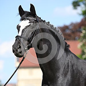 Nice black dutch warmblood with bridle