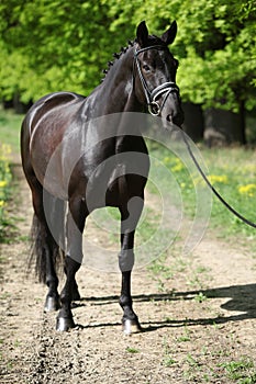 Nice black dutch warmblood with bridle