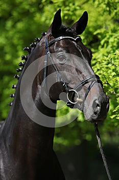 Nice black dutch warmblood with bridle