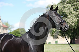 Nice black dutch warmblood with bridle