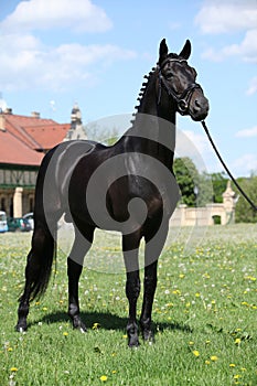 Nice black dutch warmblood with bridle