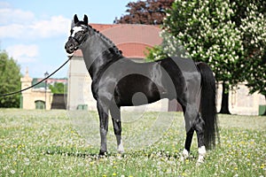 Nice black dutch warmblood with bridle