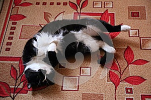 Nice black fluffy cat has a rest on a carpet