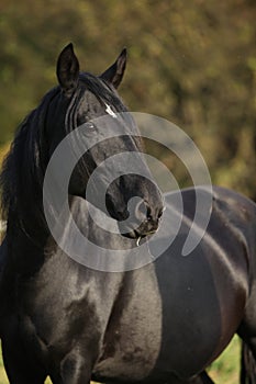 Nice black kabardin horse in autumn