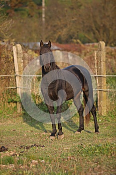 Nice black kabardin horse in autumn