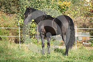 Nice black stallion with long mane