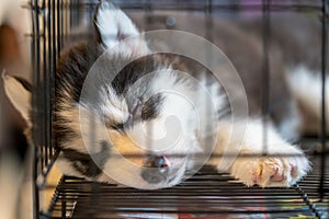 Nice black and white dog sleeping in cage