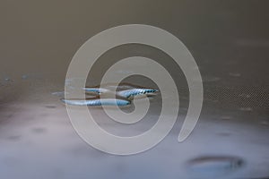 Nice blue effect of light on water drops on a polycarbonate table