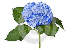 Nice blue hydrangea