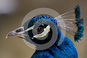 Nice blue peacock.
