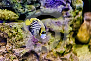 Nice blue and yellow striped tropical fish swimming between rocks