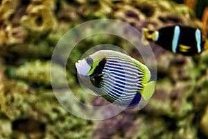 Nice blue and yellow striped tropical fish swimming between rocks