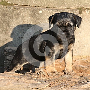 Nice border terrier puppy