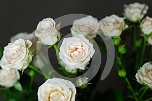 Nice bouquet on a dark background. Elegant composition of roses.