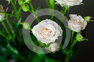 Nice bouquet on a dark background. Elegant composition of roses.