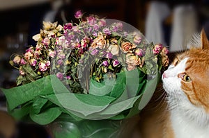 Nice bouquet of dried roses and red cat