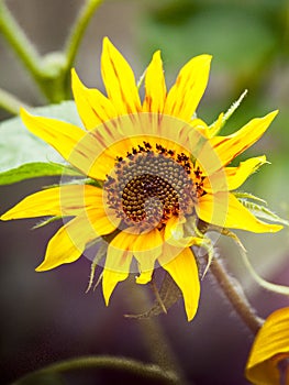 Nice bright yellow sunflower