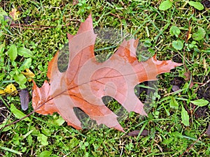 Beautiful brown oak tree leaf , Lithuania