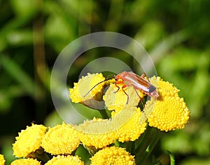 Beautiful brown bug on yellow flower, Lithuania