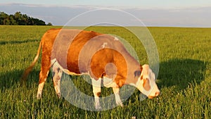 Nice brown cow eating grass on meadow pasture. Czech republic