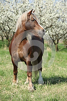 Nice brown draft horse in front of flowering plum trees