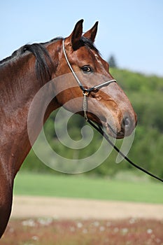Nice brown horse with show halter, looking at you